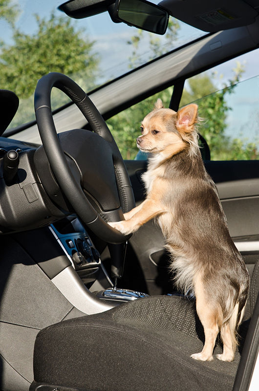 Is it Safe to Leave a Dog Unrestrained in a Car?